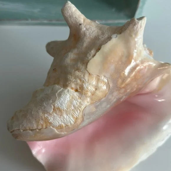 Queen Conch Shell Pink Interior Nautical Beach Decor Natural Sculpture - Picture 9 of 11